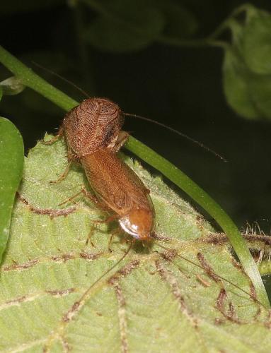 Réf. 308 095 : Ectobius pallidus